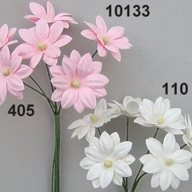 Papier-Schönaugenblüte
