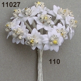 Edelweiss small