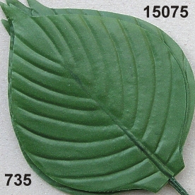 Salal-leaf big