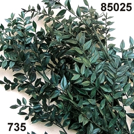Ruscus bleached