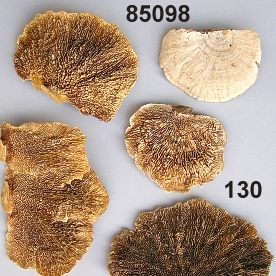Spong Mushroom natural